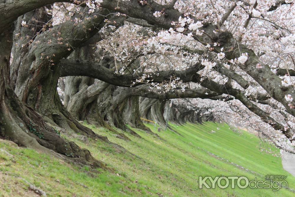 八幡市背割り堤桜