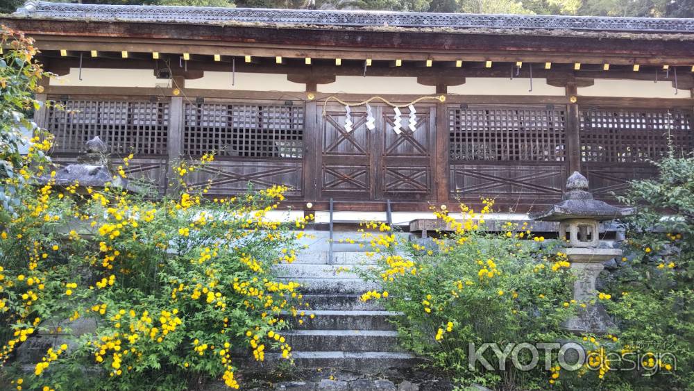 松尾大社の山吹