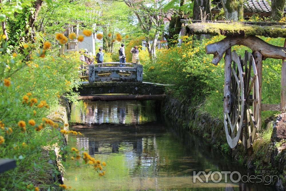 松尾大社の山吹2