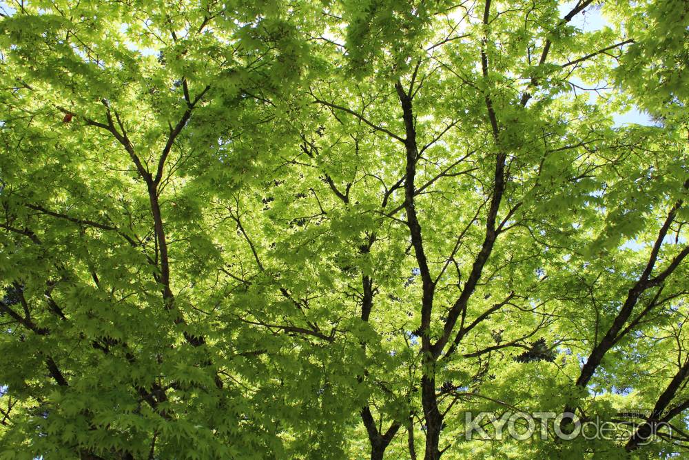 仁和寺の青紅葉2