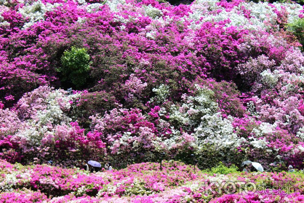 三室戸寺つつじ3