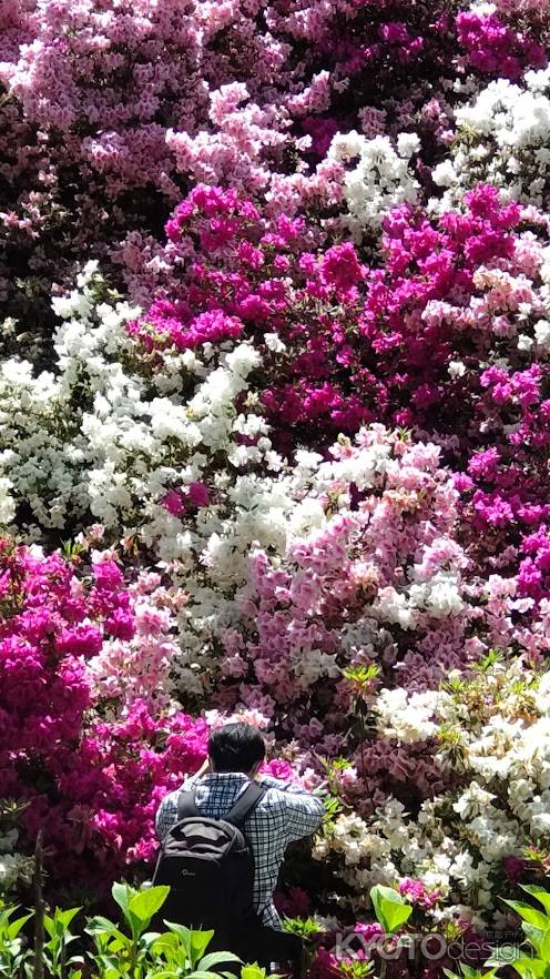 三室戸寺つつじ4