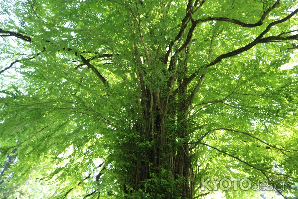 貴船神社　御神木　桂