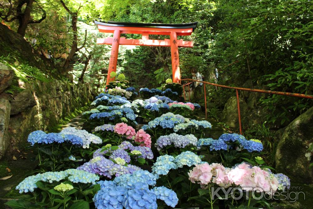 柳谷観音楊谷寺　あじさい