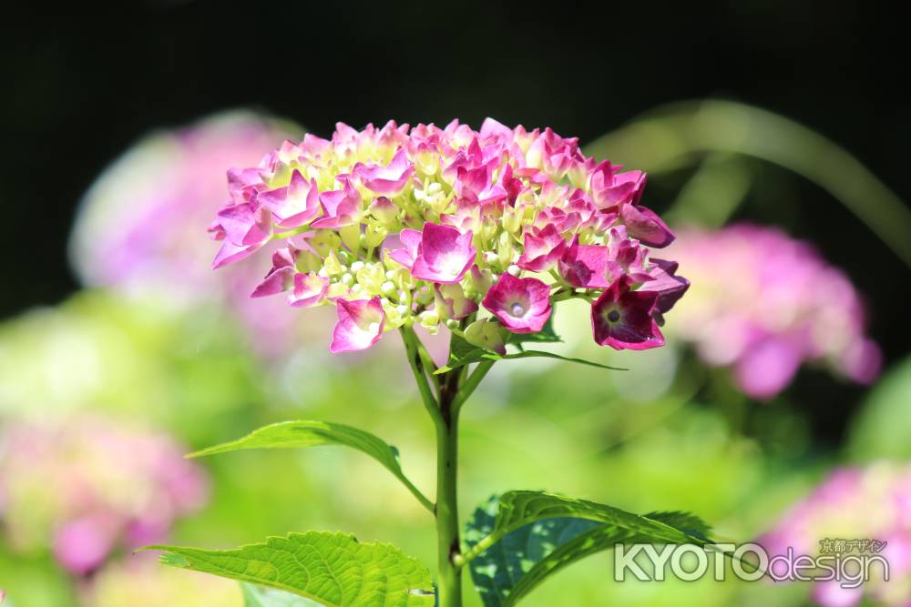 柳谷観音楊谷寺　あじさい2