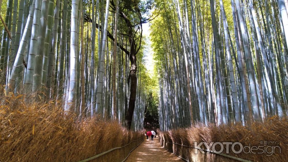 嵐山　竹林