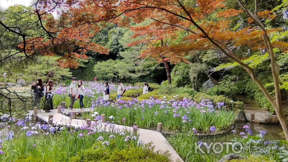 平安神宮　神苑　花菖蒲