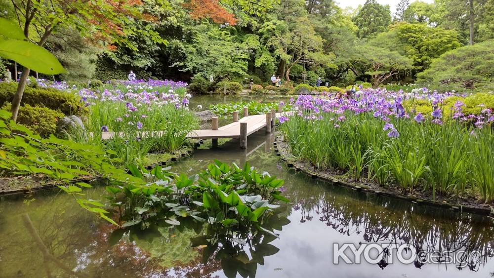平安神宮　神苑　花菖蒲