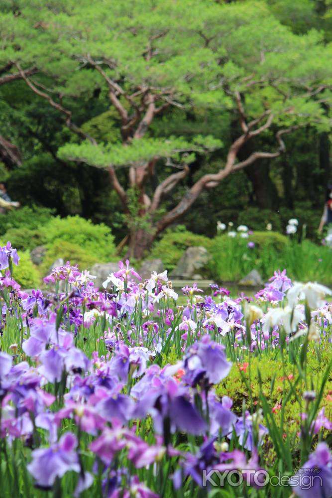 平安神宮　神苑　花菖蒲