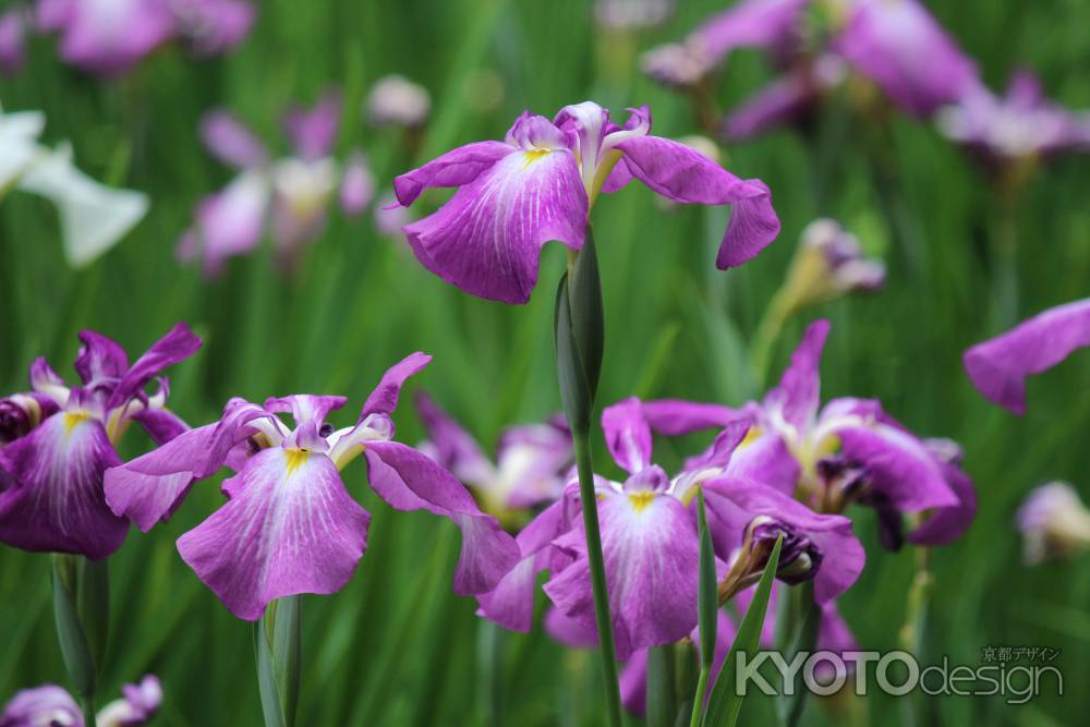 平安神宮　神苑　花菖蒲