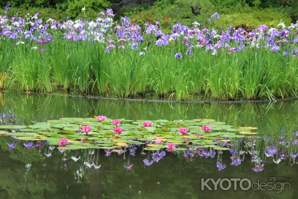 平安神宮　神苑　花菖蒲