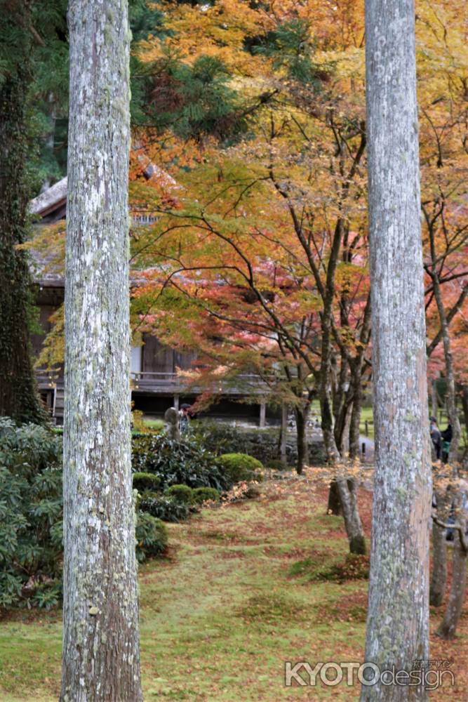 大原　三千院の紅葉9