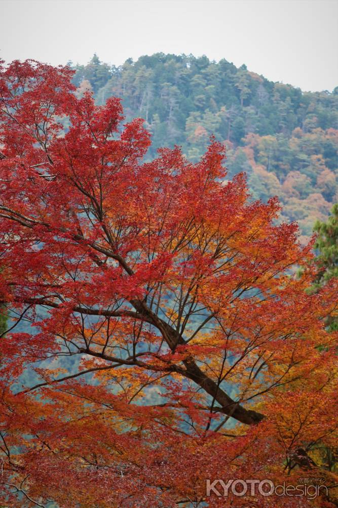 大原　三千院の紅葉6