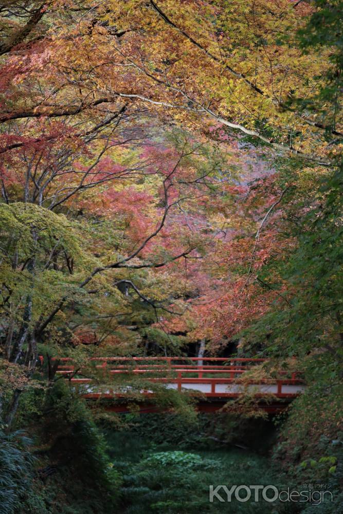 大原　三千院の紅葉7
