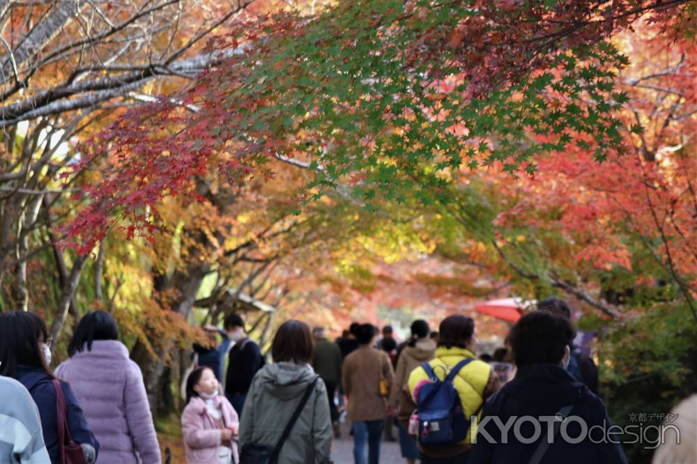 大原　三千院の紅葉