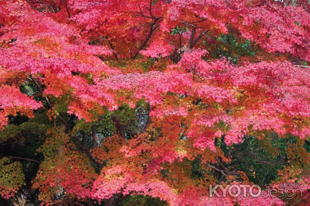 高山寺　石水院の紅葉15