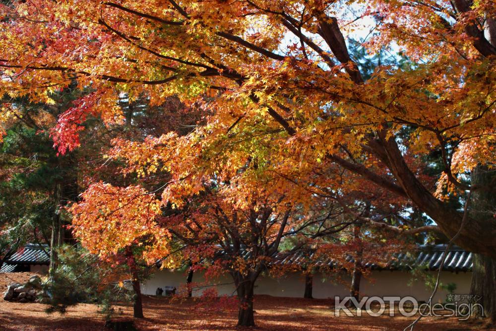 東福寺　紅葉13