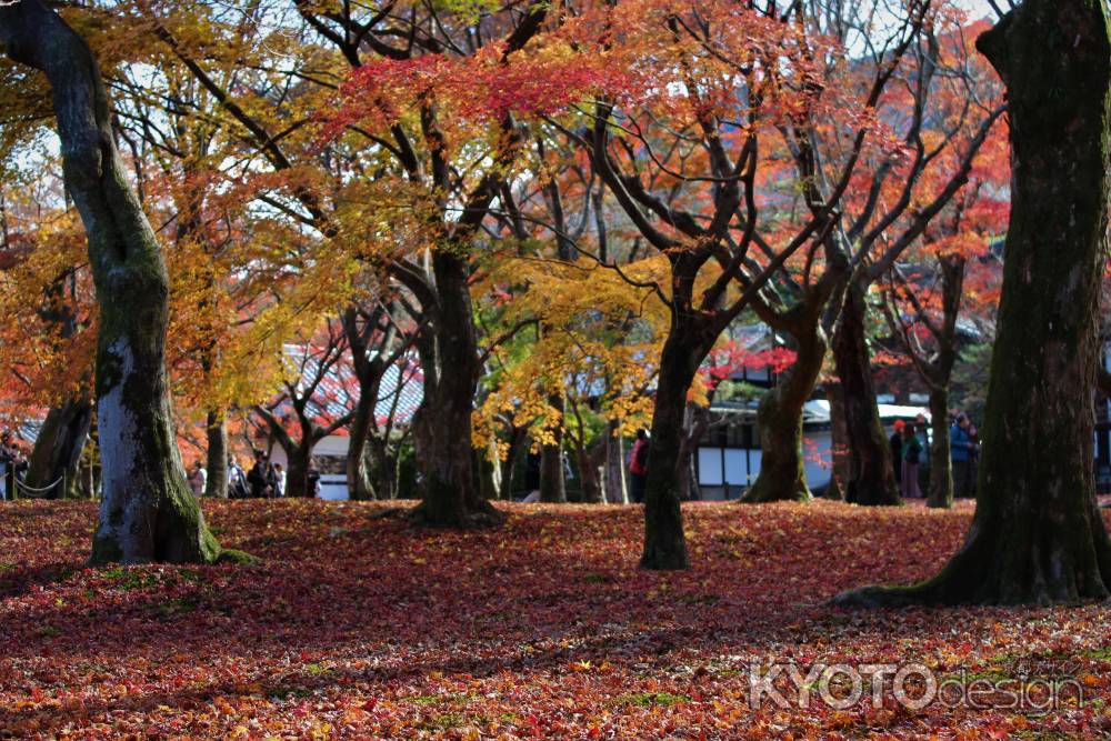 東福寺　紅葉11