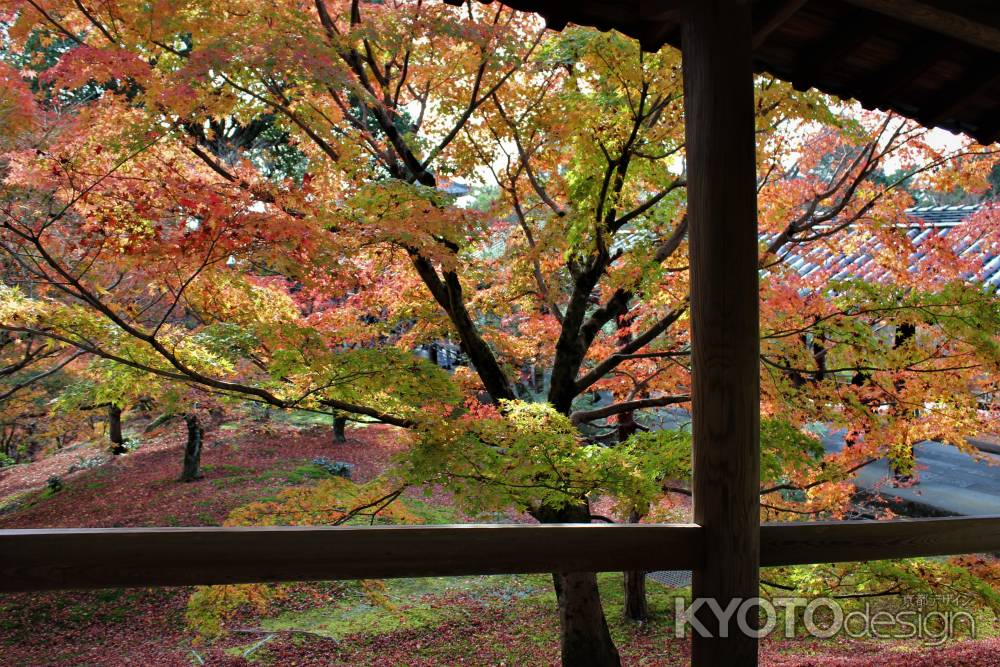 東福寺　紅葉10　