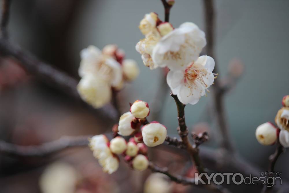 北野天満宮の梅2