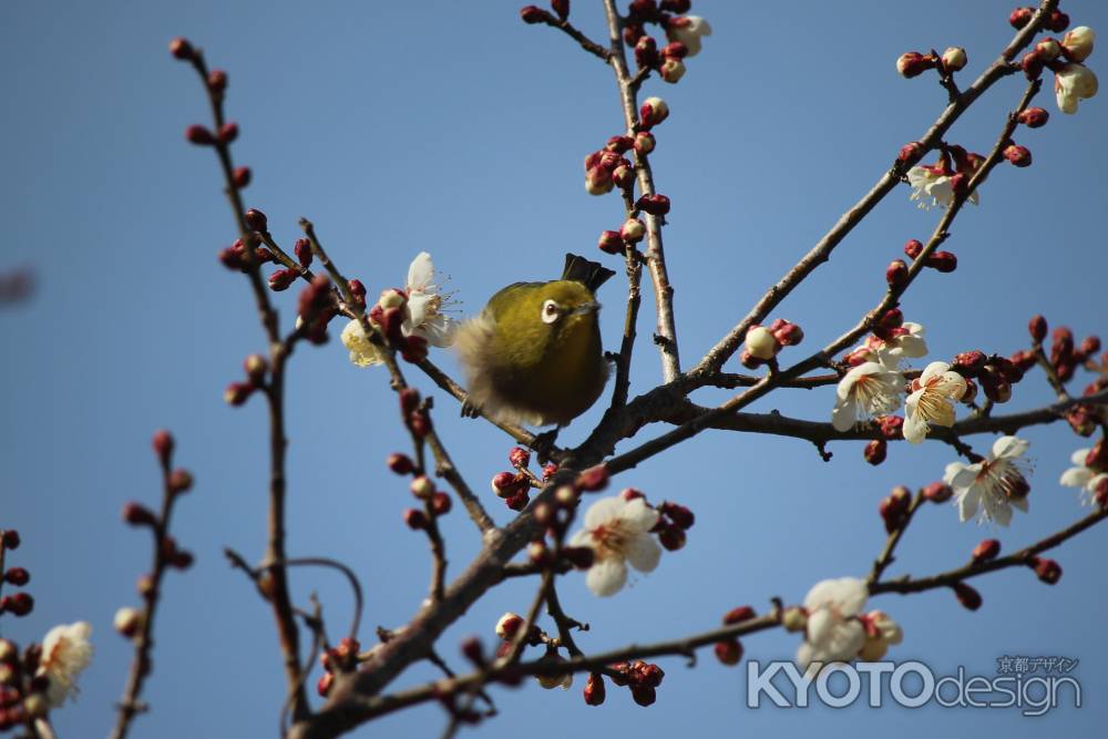 大覚寺　梅の花2