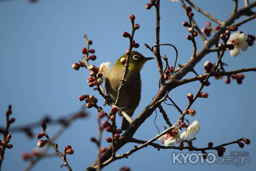 大覚寺　梅の花3