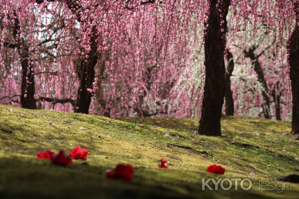 城南宮　枝垂れ梅と椿