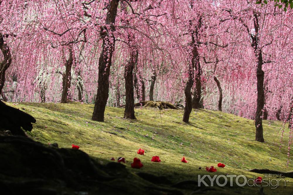 城南宮　枝垂れ梅2