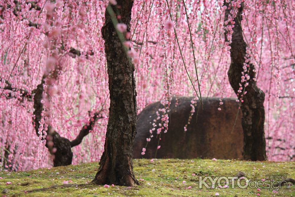 城南宮　満開の枝垂れ梅