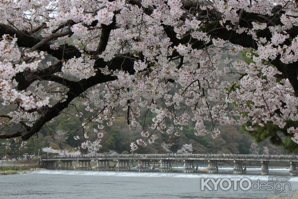 嵐山の桜