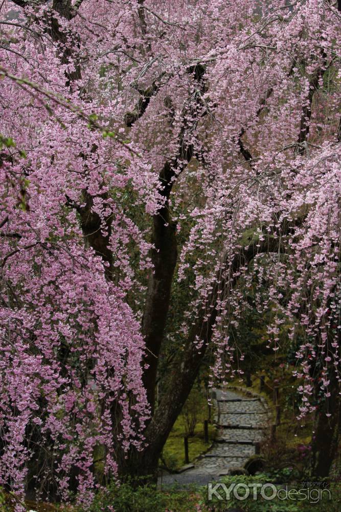 天龍寺　枝垂れ桜