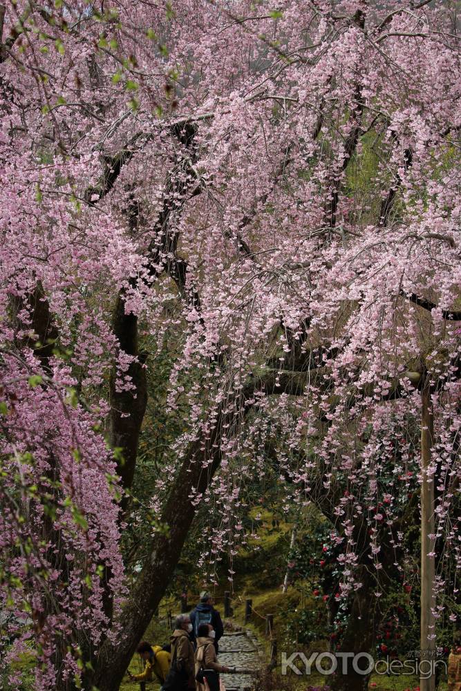 天龍寺　枝垂れ桜