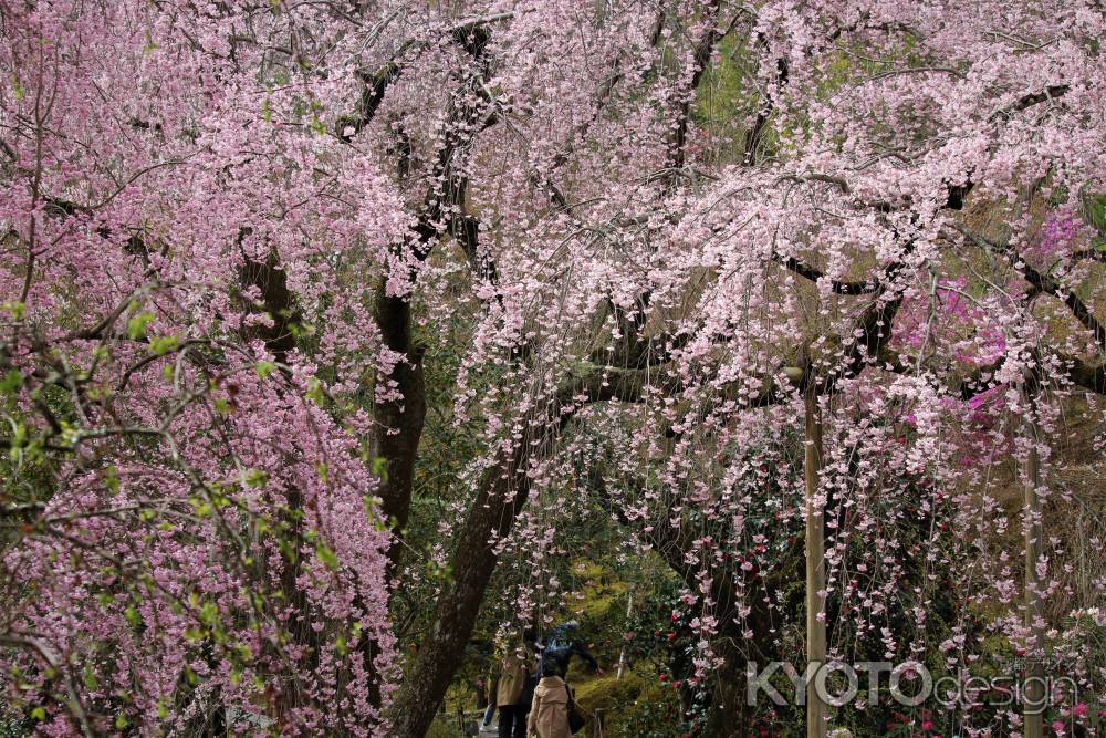 天龍寺　枝垂れ桜