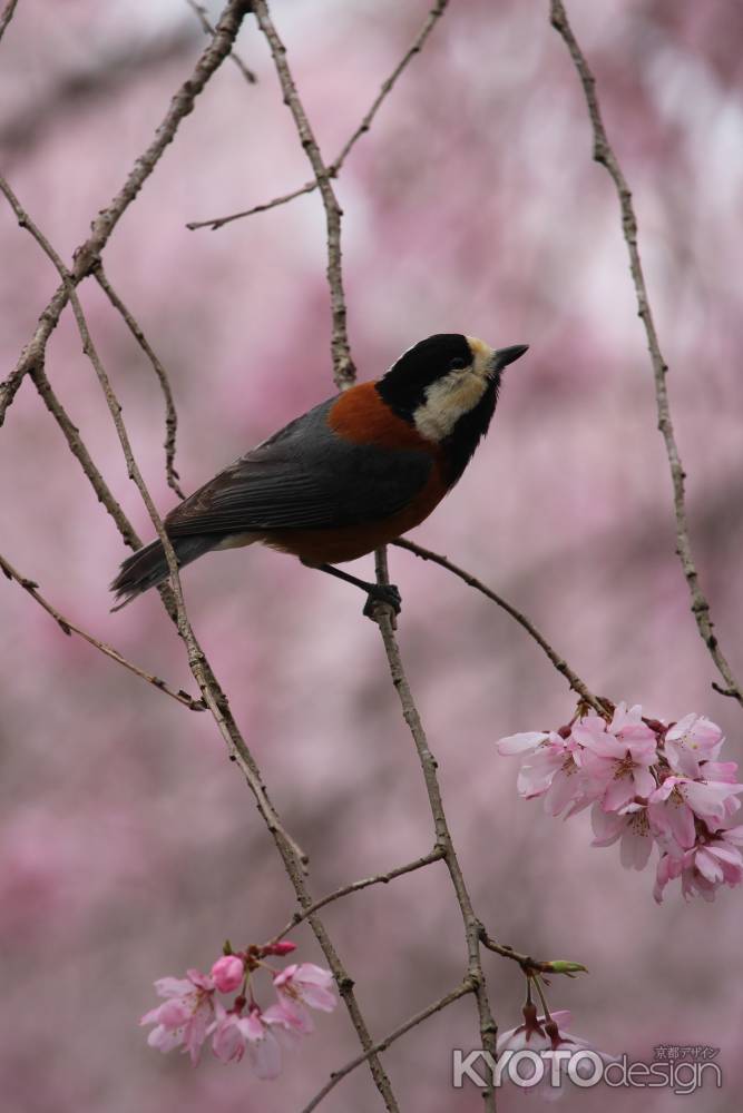 天龍寺　野鳥ジョウビタキ