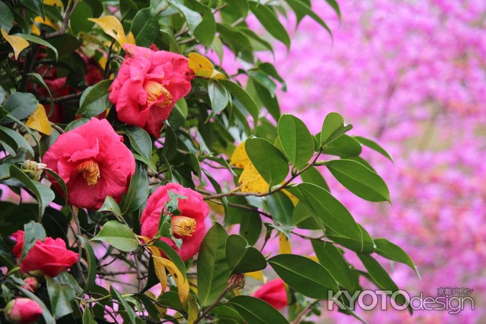 天龍寺　椿と桜