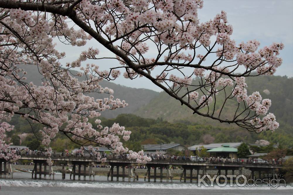 嵐山公園の桜
