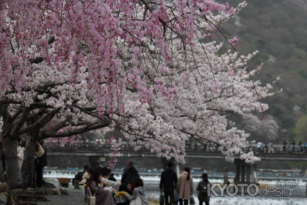 嵐山公園の桜