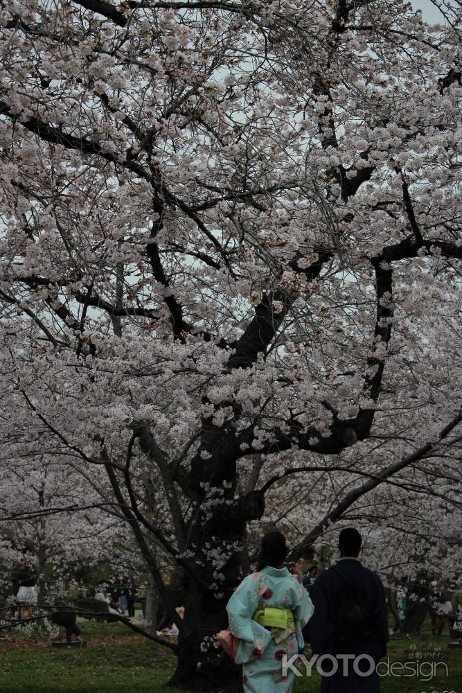 京都府立植物園　桜