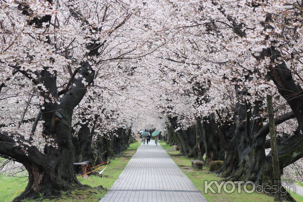 八幡市背割り堤桜2
