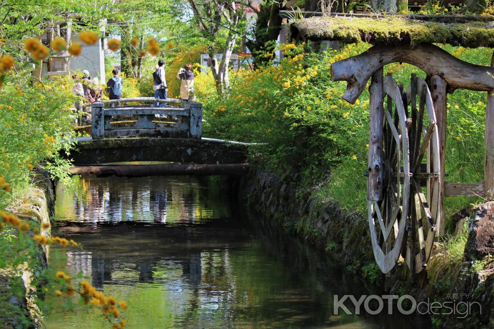 松尾大社の山吹