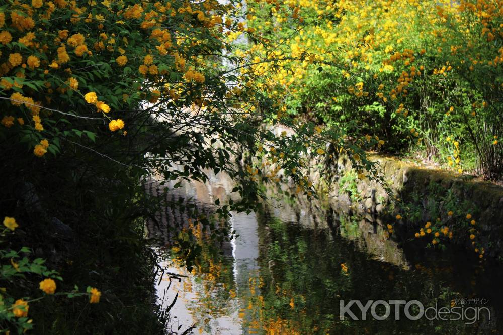 松尾大社の山吹2