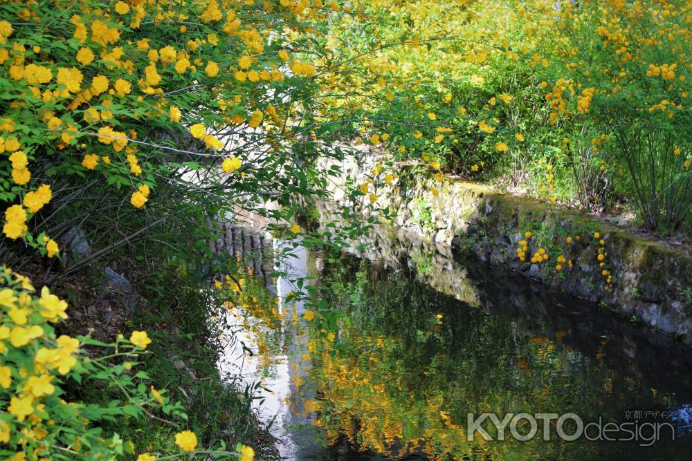 松尾大社の山吹3