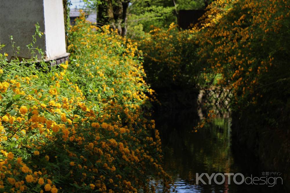 松尾大社の山吹5