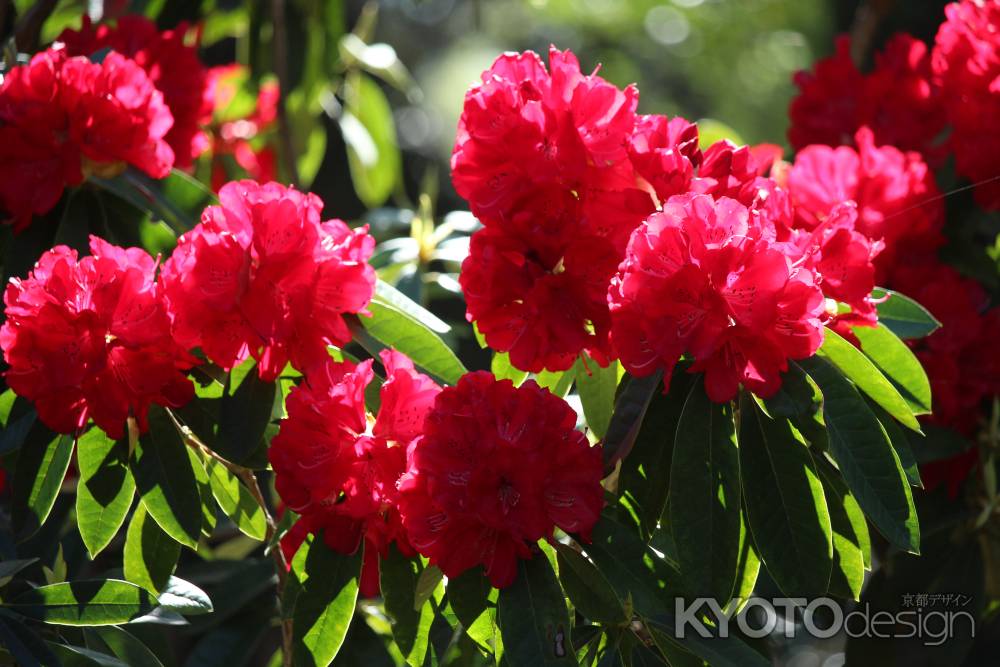 京都府立植物園のシャクナゲ