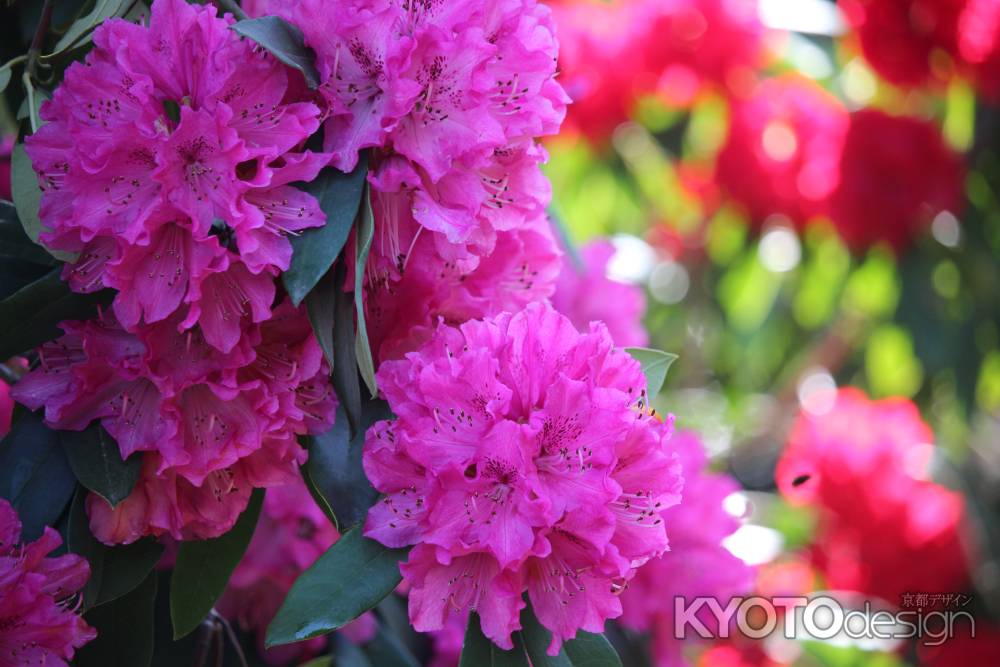 京都府立植物園のシャクナゲ2