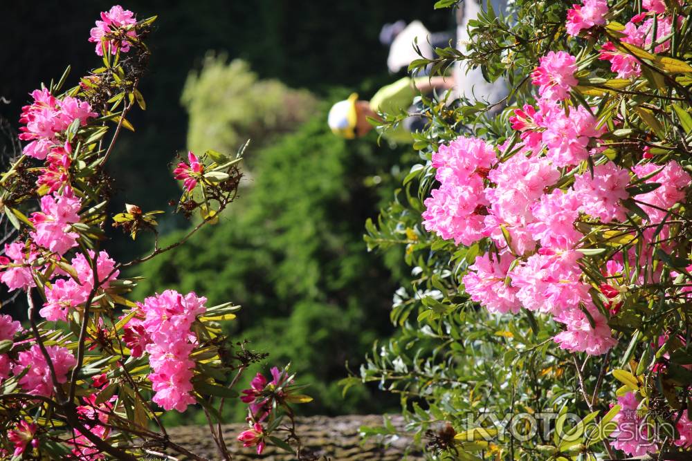 京都府立植物園2