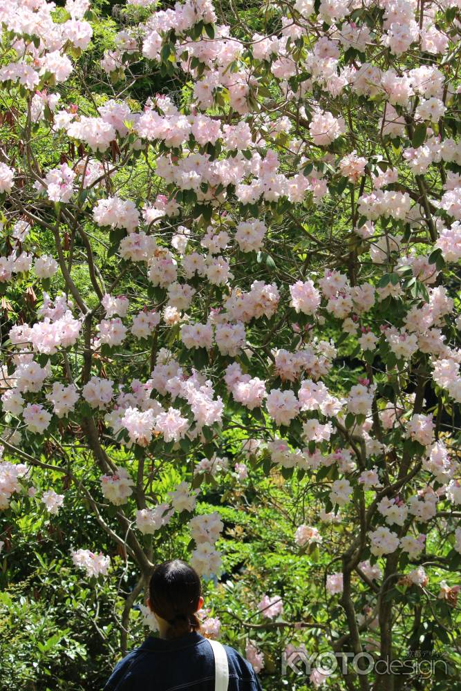 京都府立植物園　しゃくなげ