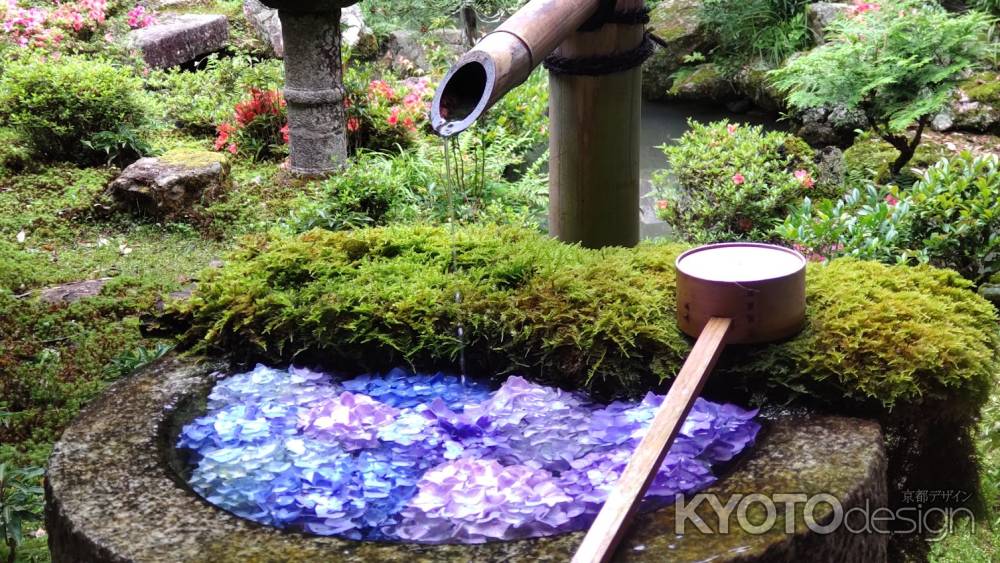 柳谷観音楊谷寺　あじさい