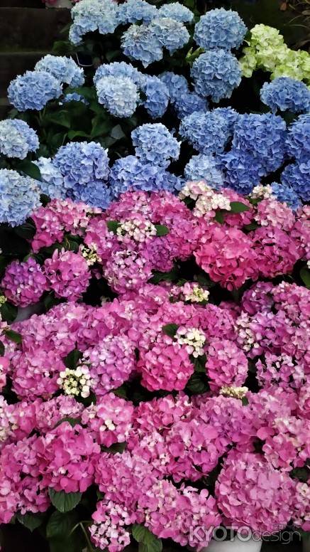 柳谷観音楊谷寺　あじさい