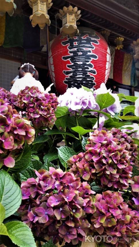 柳谷観音楊谷寺　あじさい